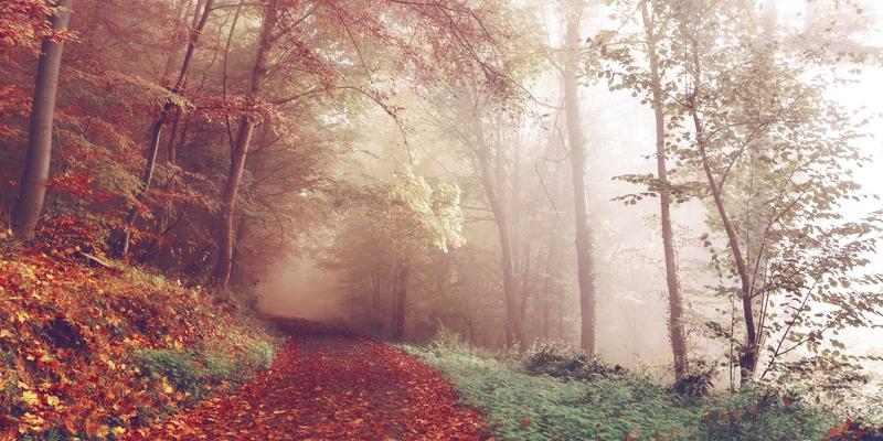 从亮化工程到智慧农业:LED植物照明光谱配方的科学定制与高产奥秘